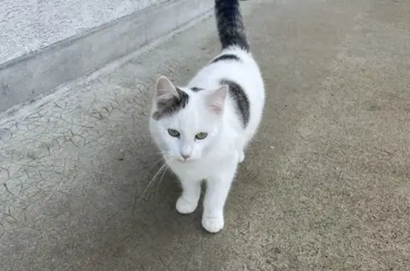 Chat trouvé Garçon, Mûrs-Erigné (ff492707) - photo