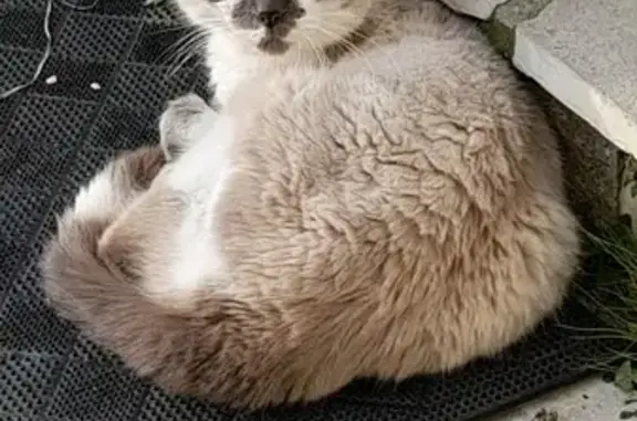 Chat trouvé Fille (ff492710) - photo