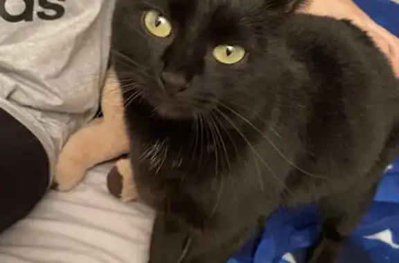 Chat trouvé Fille (ff492714) - photo