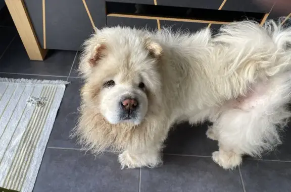 Chien perdu , photo : Chien disparu Fille (fl492715)