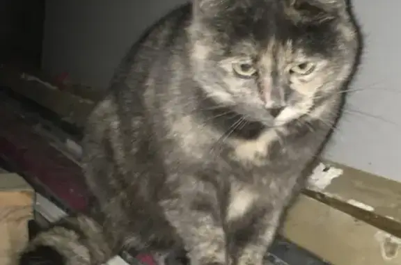 Chat trouvé Fille, Landivisiau (ff492720) - photo
