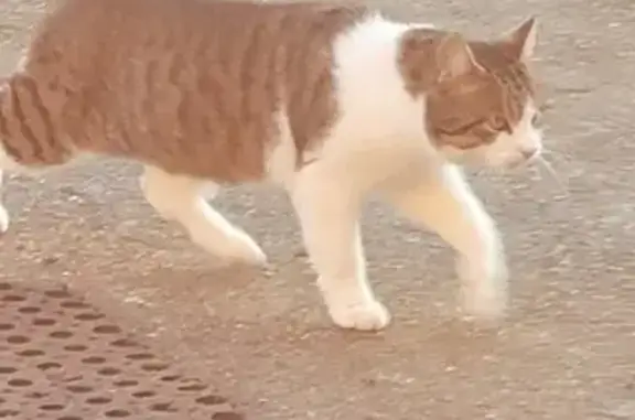 Chat trouvé Garçon (ff492722) - photo