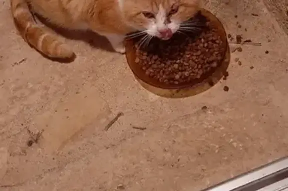 Chat trouvé Garçon, Échiré (ff492724) - photo