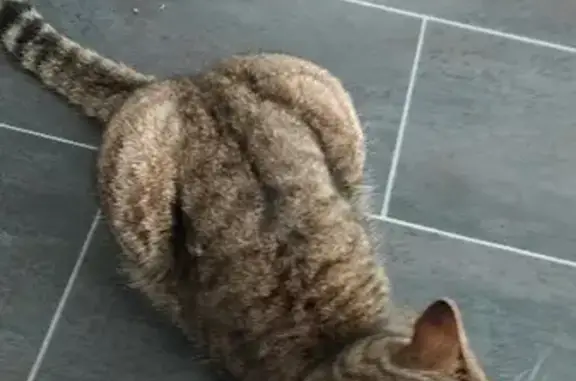 Chat perdu, Halluin, photo: Chat disparu Garçon, Halluin (fl492723)