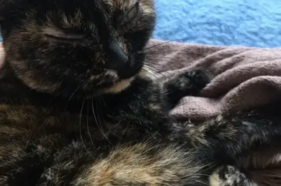 Animaux perdus Châtenois, photo: Chat disparu Fille, Châtenois (fl492726)