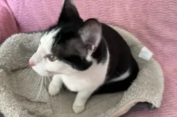 Chat trouvé Fille, Chatou (ff492733) - photo