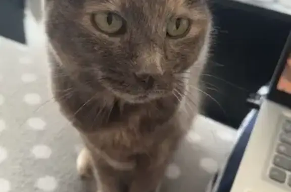 Chat perdu, Malakoff, photo: Chat disparu Fille, Malakoff (fl492735)