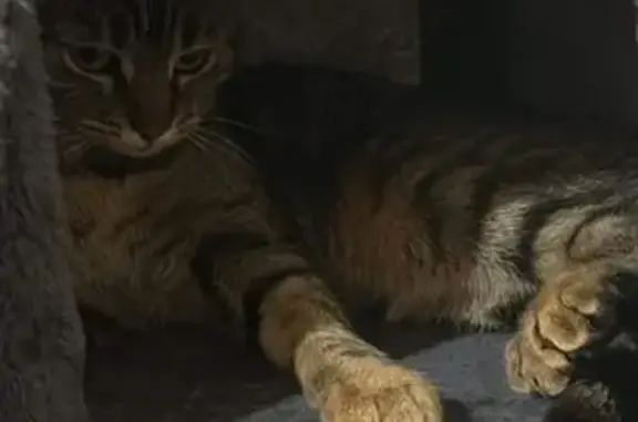 Chat trouvé Fille, Saint-Georges-de-Reneins (ff492739) - photo