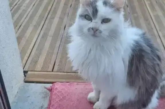 Chat trouvé Fille, Marmagne (ff492740) - photo