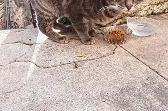 Chat trouvé Garçon (ff492745) - photo