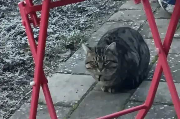 Chat trouvé, Autun (ff492751) - photo