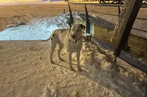 Chien trouvé (ff492753) - photo