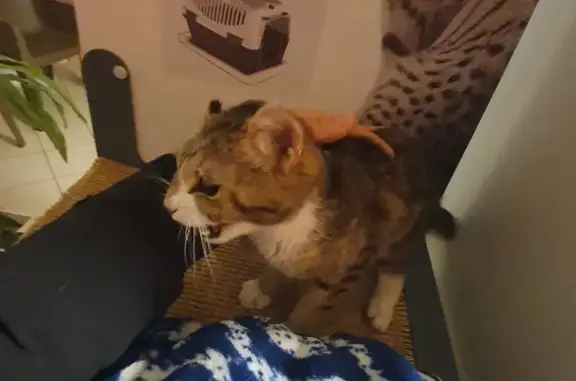 Chat trouvé Garçon, Ladoix-Serrigny (ff492754) - photo