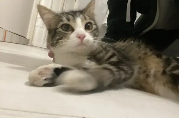 Chat trouvé Fille, Chambéry (ff492755) - photo