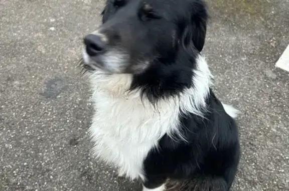 Chien trouvé Barr, photo: Chien trouvé Fille, Barr (ff492758)