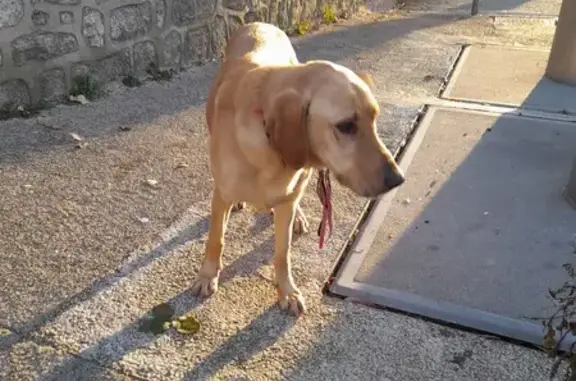 Chien trouvé (ff492756) - photo