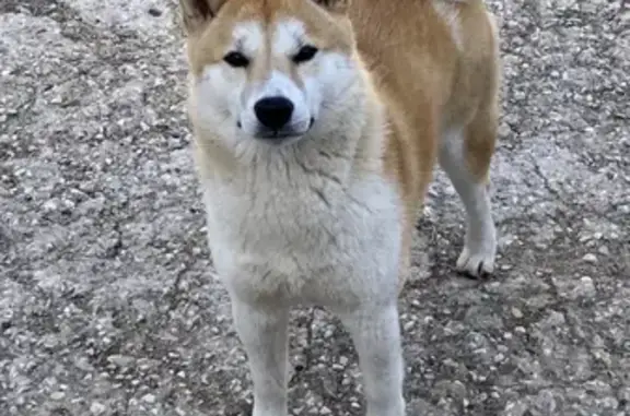 Chien trouvé Fille, Aubagne (ff492772) - photo