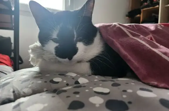 Animaux perdus , photo: Chat disparu Garçon (fl492775)