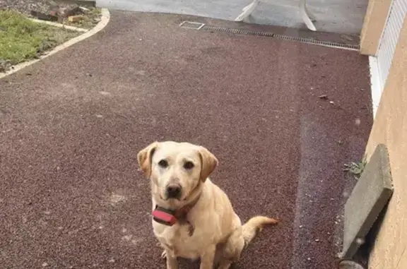 Chien trouvé Fille, Saint-Ouën-des-Toits (ff492776) - photo