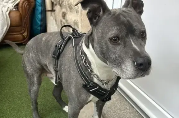 Chien trouvé Garçon, Savigneux (ff492779) - photo