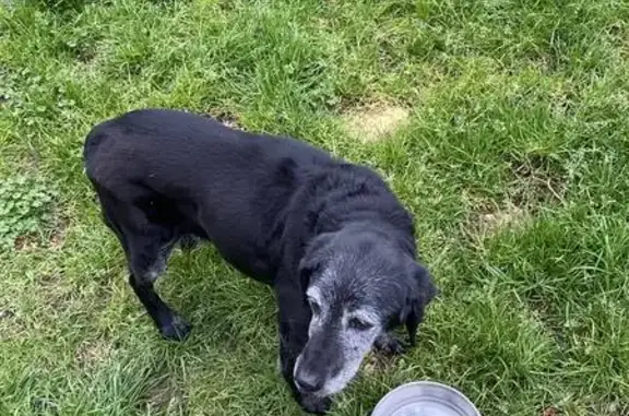Chien trouvé Fille, Nazelles-Négron (ff492782) - photo