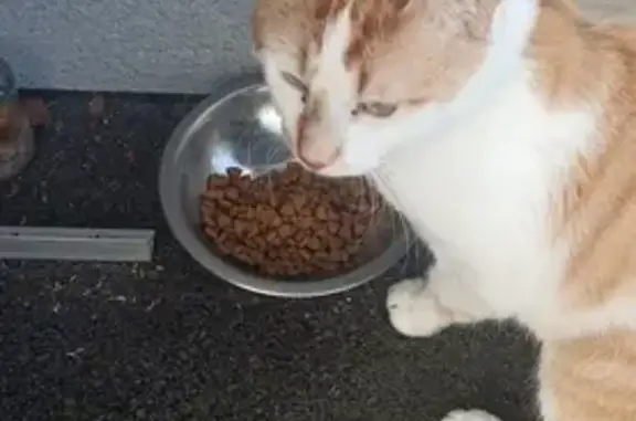 Chat trouvé Garçon, Marly (ff492783) - photo