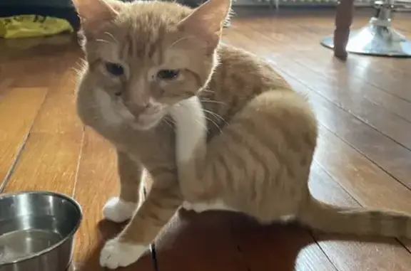 Chat trouvé Dijon, photo: Chat trouvé Garçon, Dijon (ff492787)