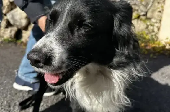 Chien trouvé Garçon, Villefranche-sur-Mer (ff492789) - photo