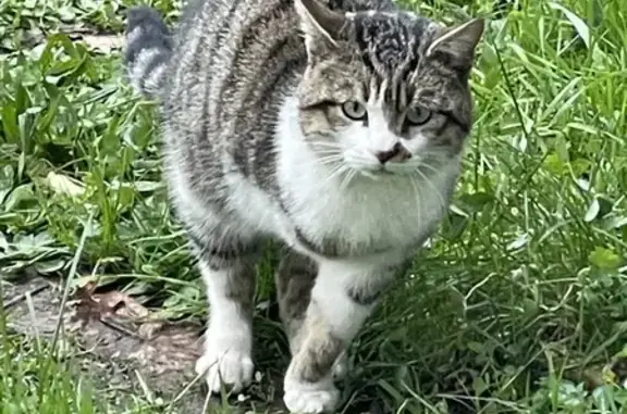Chat trouvé Garçon, Lamothe-Montravel (ff492791) - photo