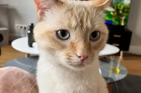 Animaux perdus Nancy, photo: Chat disparu Garçon, Nancy (fl492793)