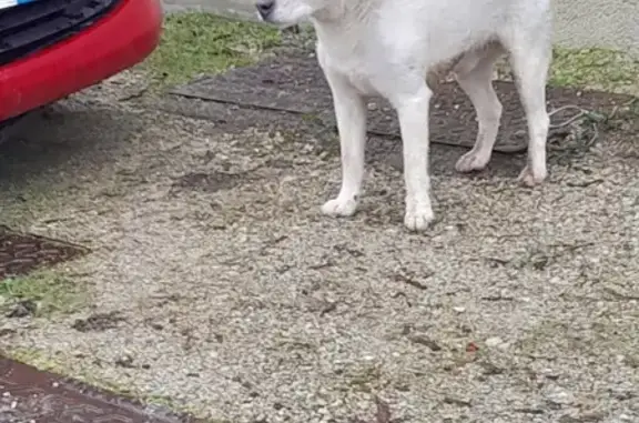 Chien trouvé Garçon (ff492794) - photo