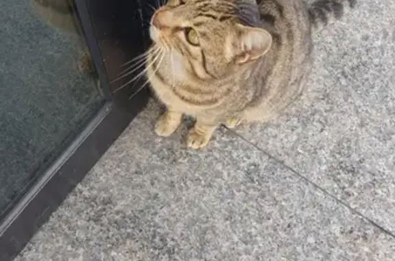 Animaux trouvés Petite-Rosselle, photo: Chat trouvé Fille, Petite-Rosselle (ff492796)