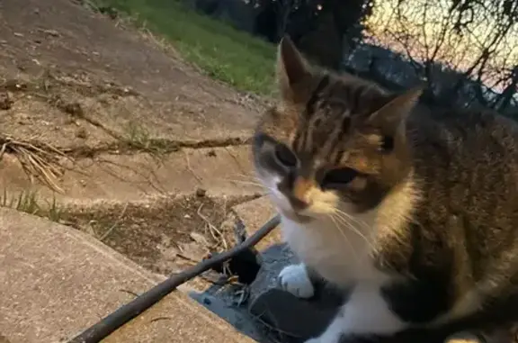 Chat trouvé (ff492801) - photo