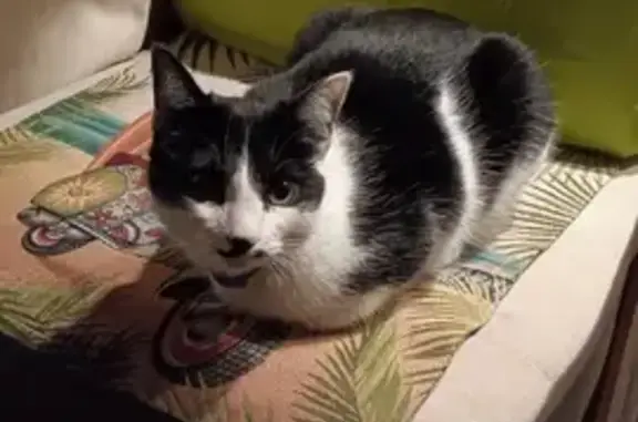 Chat perdu, Allauch, photo: Chat disparu Fille, Allauch (fl492802)