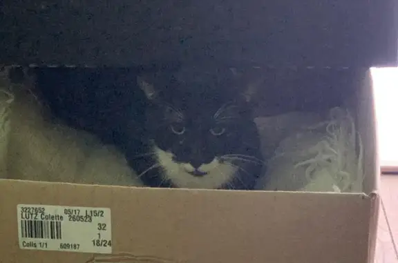 Chat trouvé (ff492800) - photo