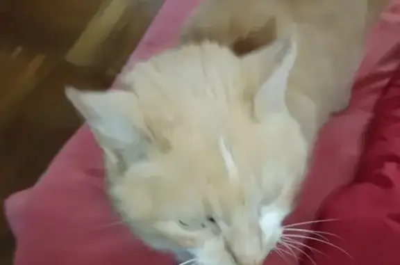 Chat trouvé Fille, Tullins (ff492811) - photo