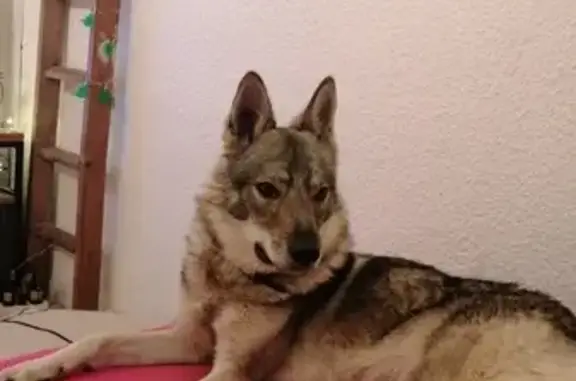 Chien perdu Pignan, photo : Chien disparu Garçon, Pignan (fl492810)