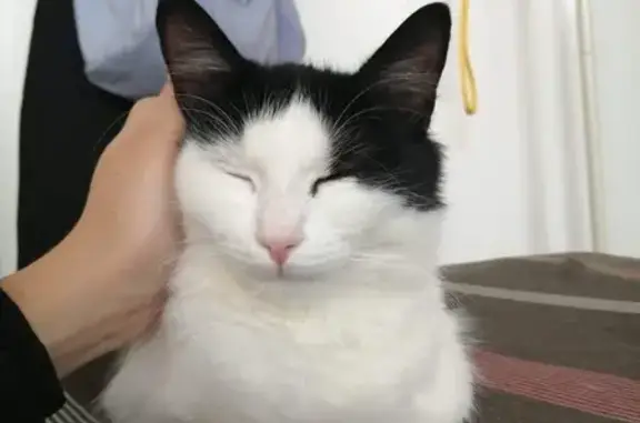 Chat perdu, Foulayronnes, photo: Chat disparu Fille, Foulayronnes (fl492812)