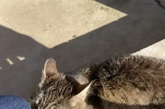 Chat trouvé Fille, Simandre (ff492814) - photo