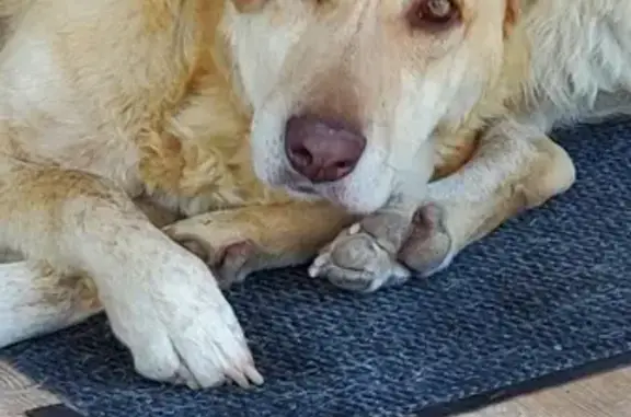 Chien perdu Pontailler-sur-Saône, photo : Chien disparu Garçon, Pontailler-sur-Saône (fl492817)