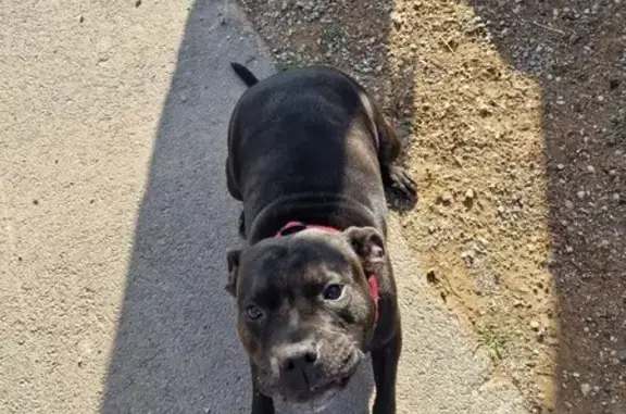 Chien trouvé Fille, Balaruc-les-Bains (ff492816) - photo