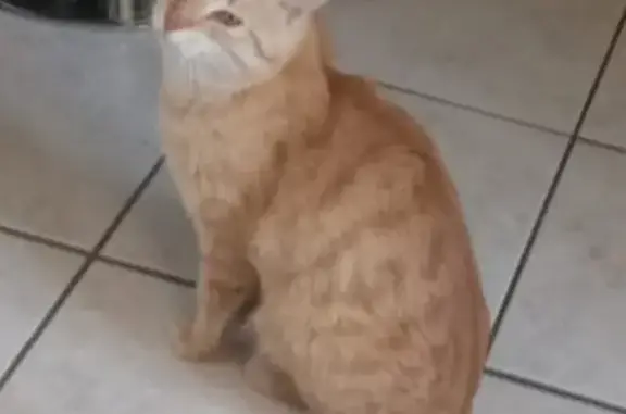 Chat perdu, , photo: Chat disparu Garçon (fl492824)