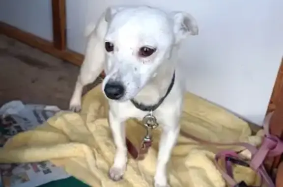 Chien trouvé Fille (ff492826) - photo