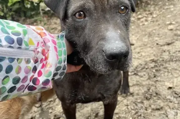 Chien trouvé Garçon (ff492833) - photo