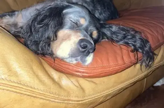 Chien perdu Plomeur, photo : Chien disparu Fille, Plomeur (fl492834)
