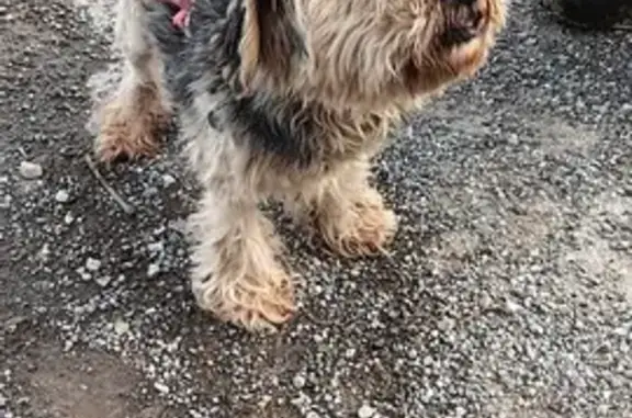 Animaux trouvés Manosque, photo: Chien trouvé Garçon, Manosque (ff492845)