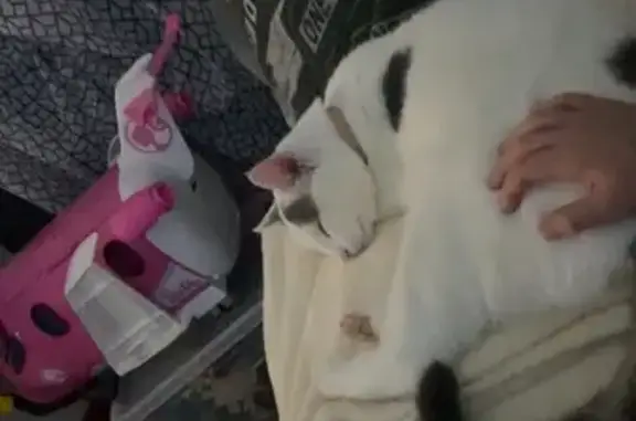 Chat perdu, , photo: Chat disparu Fille (fl492847)