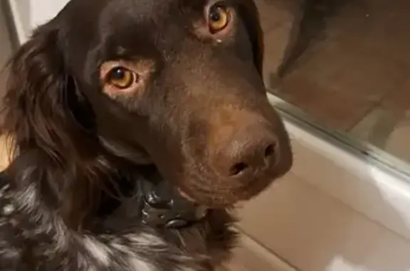 Chien perdu , photo : Chien disparu Garçon (fl492849)