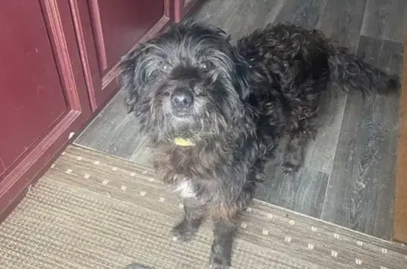 Chien trouvé Garçon (ff492853) - photo