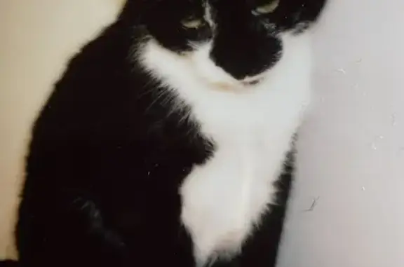 Chat perdu, Dol-de-Bretagne, photo: Chat disparu Garçon, Dol-de-Bretagne (fl492858)